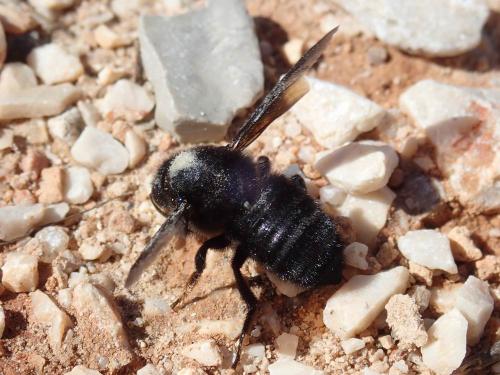 Megachile parietina